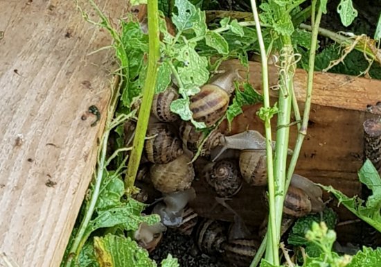 Escargots et Volailles de la Broche