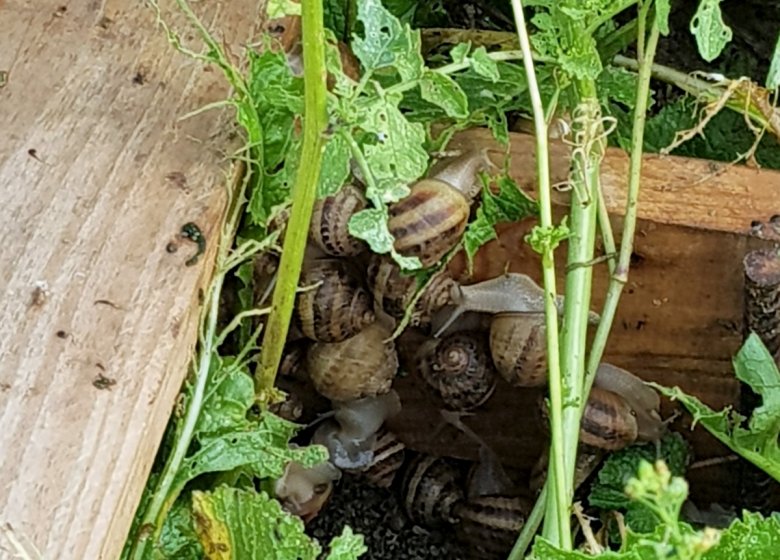 Escargots et Volailles de la Broche