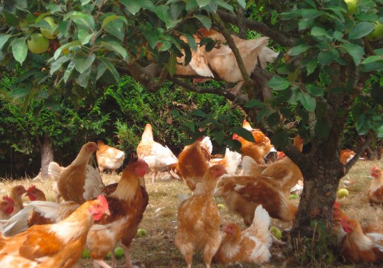 La Ferme Bio des Lyres