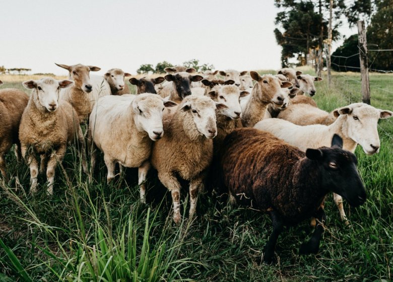 Ferme des Vieilles Maisons