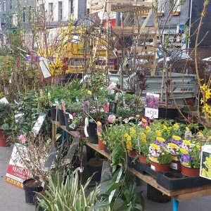 BIT Beuzeville Foire aux arbres