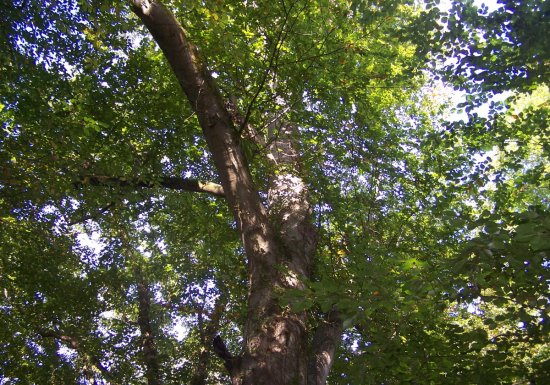 Circuit des fossés royaux