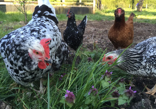 Chez Cocotte et Poulette