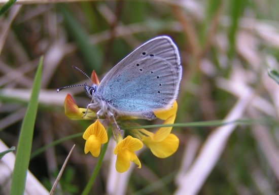 Espace Naturel Sensible : le sentier du Genévrier