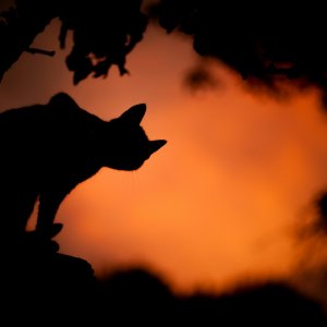 unsplash Visite-spectacle : Bizy des fantômes