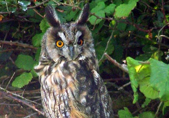 Espace Naturel Sensible : le Sentier des Bruyères