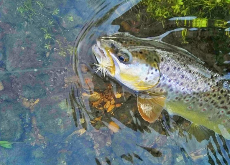 Le moucheron, pêche à la mouche