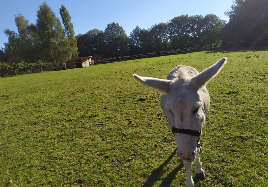 Lytavis – activités avec des ânes