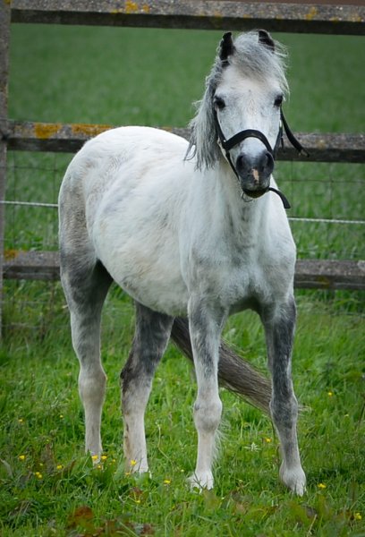 Haras de la Mare Hermier – Elevage- Promenade.