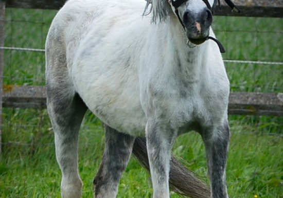Haras de la Mare Hermier – Elevage- Promenade.