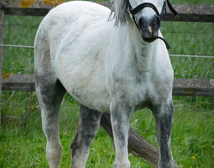 Haras de la Mare Hermier – Elevage- Promenade.