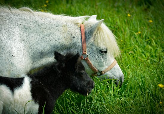 Haras de la Mare Hermier – Elevage- Promenade.