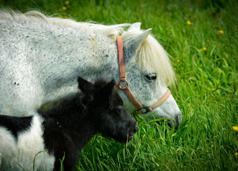 Haras de la Mare Hermier – Elevage- Promenade.