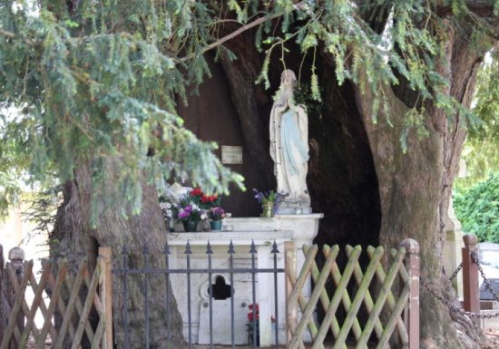Ifs Millénaires à la Haye-de-Routot