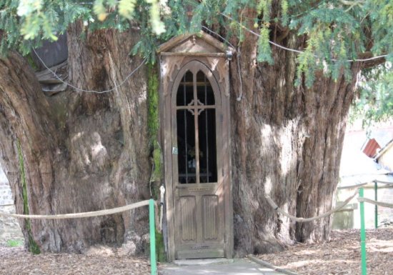 Ifs Millénaires à la Haye-de-Routot