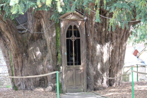 Ifs Millénaires à la Haye-de-Routot