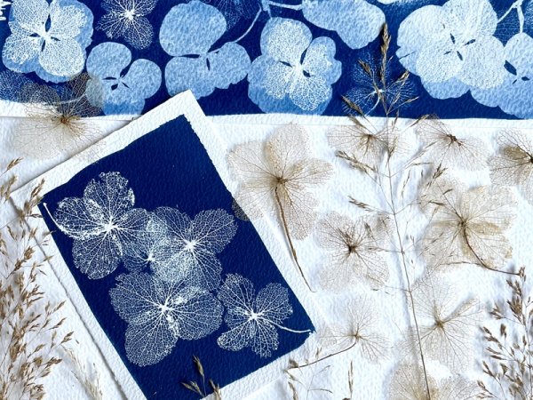 J’impressionne mon jardin / Ateliers de cyanotype