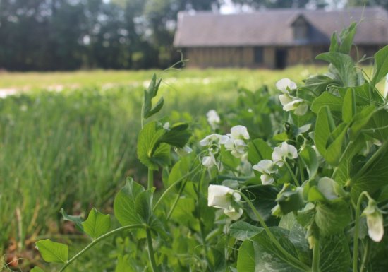 Les Jardins du Theil