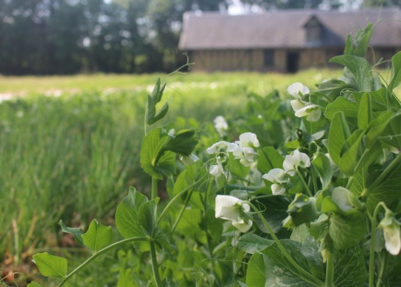 Les Jardins du Theil
