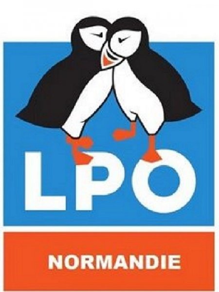 Initiations ornithologiques avec la LPO Normandie : les passereaux des zones humides