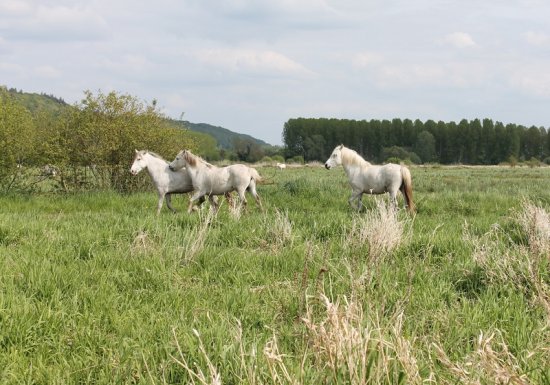 Espace Naturel Sensible : le Sentier de l’Anguille