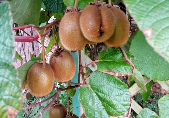 La Petite Ferme des Ifs