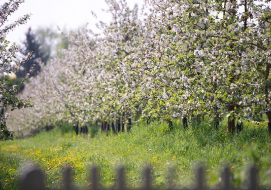 Le Verger d’Angèle