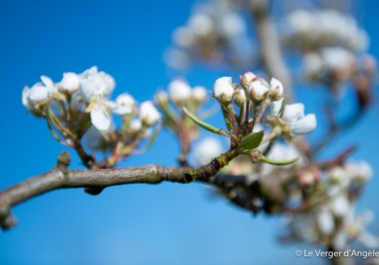Le Verger d’Angèle