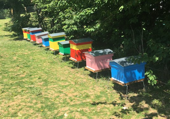 Les Ruches de Léa apiculteur