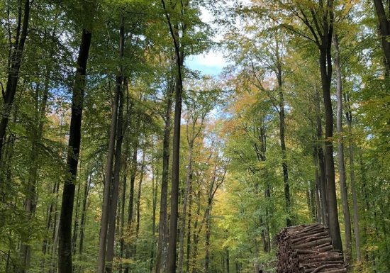 Association Les Amis de Lyons