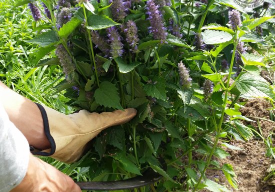 Les h’EIR’bes libres