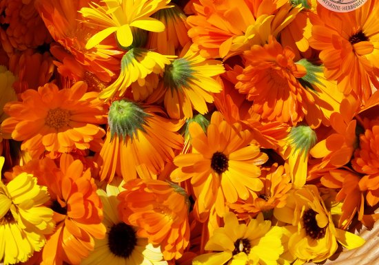 Les h’EIR’bes libres