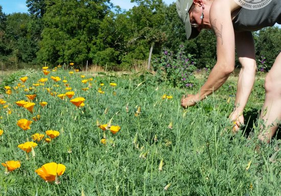 Les h’EIR’bes libres