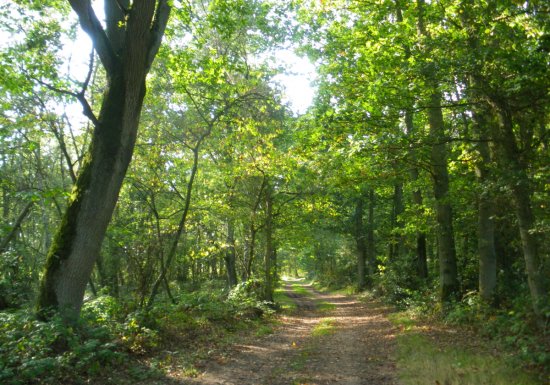 Circuit des Rouliers