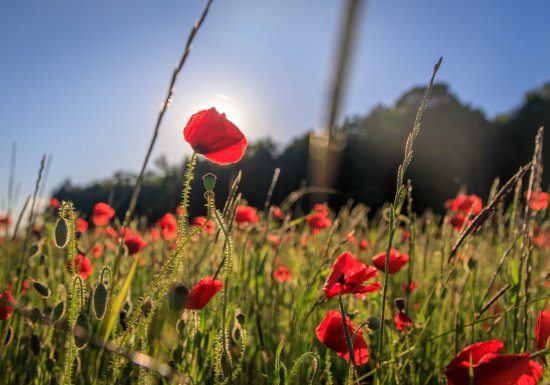 Circuit de Malicorne