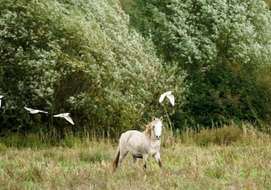 Espace Naturel Sensible : le Sentier de l’Anguille