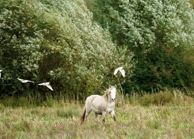 Espace Naturel Sensible : le Sentier de l’Anguille