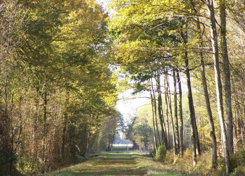 Le Massif forestier