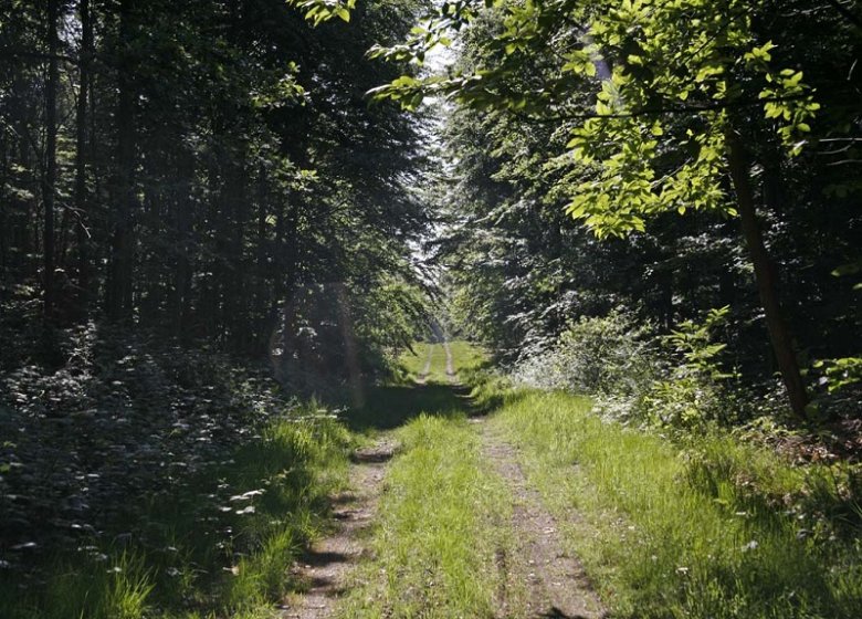 Espace Naturel Sensible : le Sentier des Bruyères