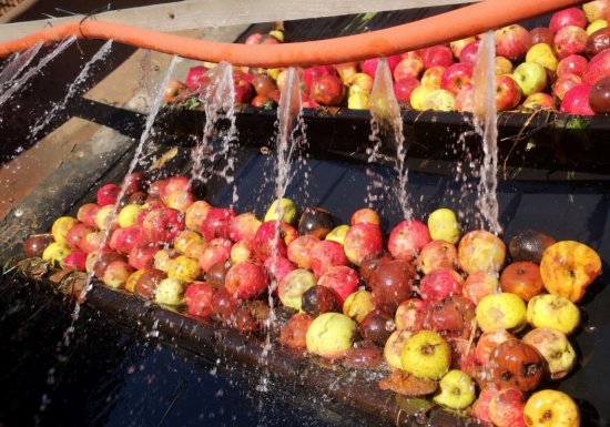 Cidrerie du Mont Viné