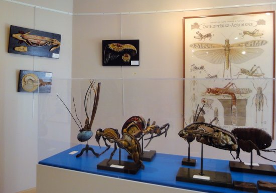 Musée de l’Ecorché d’Anatomie du Neubourg