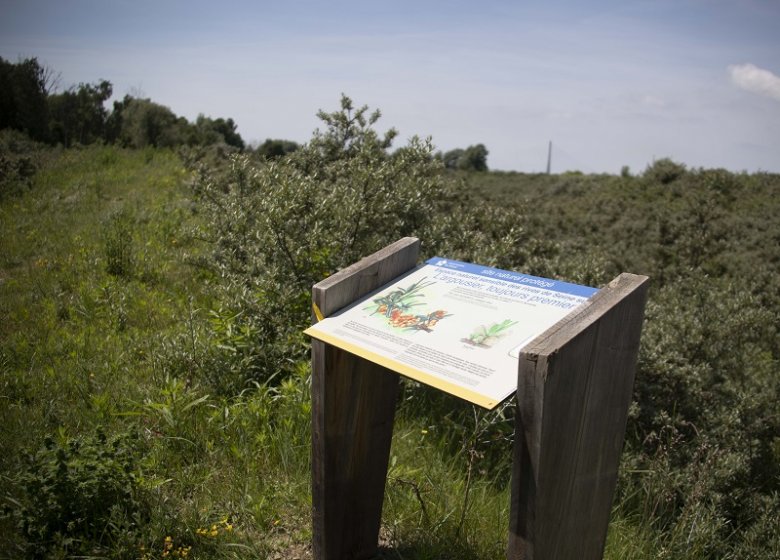 Espace Naturel Sensible : le sentier de l’Argousier