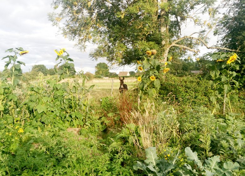Ferme pédagogique « La Petite Ferme des Ifs »