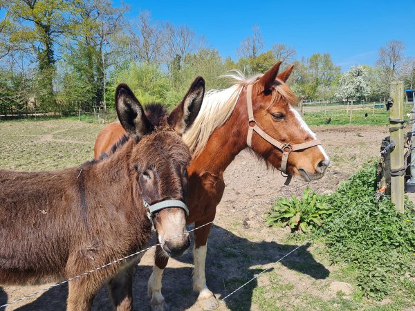 Ferme pédagogique « La Petite Ferme des Ifs »