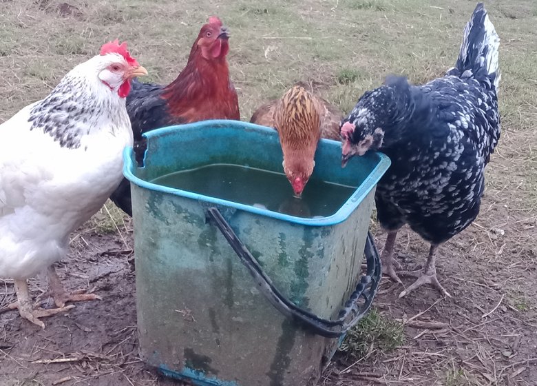 Ferme pédagogique « La Petite Ferme des Ifs »