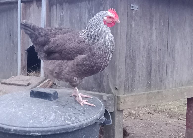 Ferme pédagogique « La Petite Ferme des Ifs »