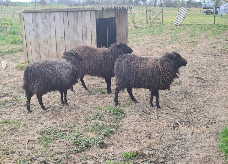 Ferme pédagogique « La Petite Ferme des Ifs »