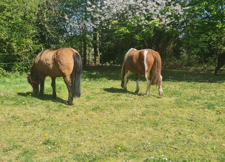 Ferme pédagogique « La Petite Ferme des Ifs »