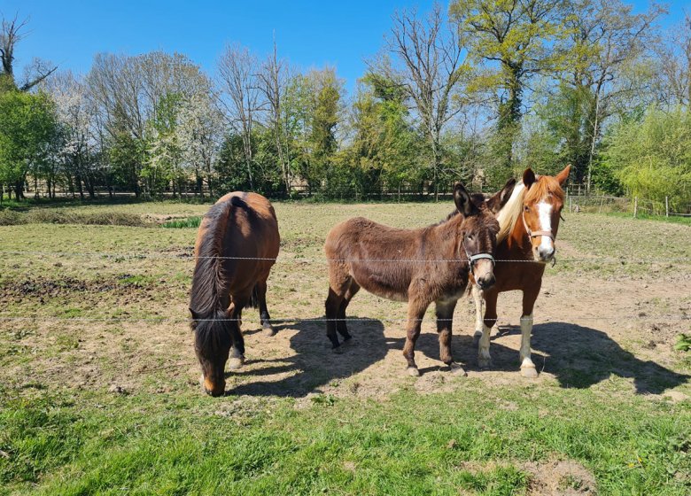 Ferme pédagogique « La Petite Ferme des Ifs »