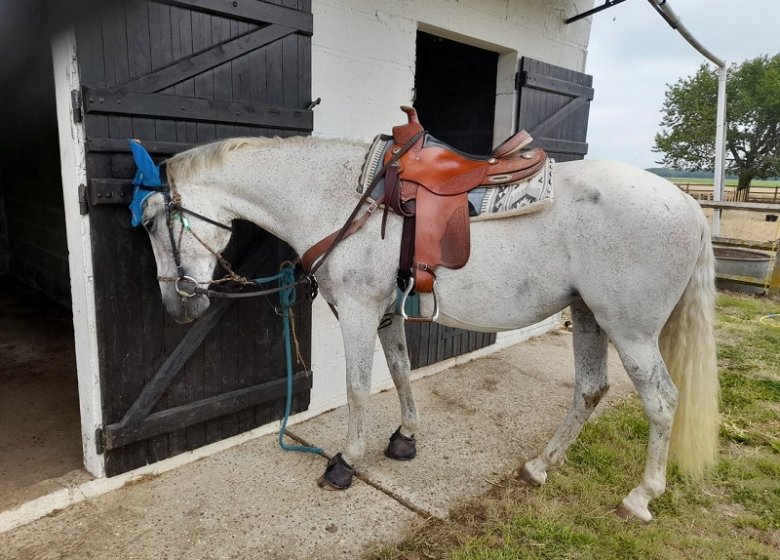 Haras de la Mare Hermier – Elevage- Promenade.